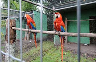 Viveiros Centro Oeste - Foto 1