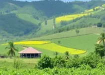 produtora de Várzea Grande