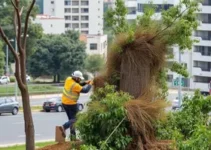 retirada de árvores