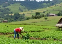Várzea Grande agricultura familiar