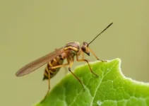 monitoramento Aedes aegypti